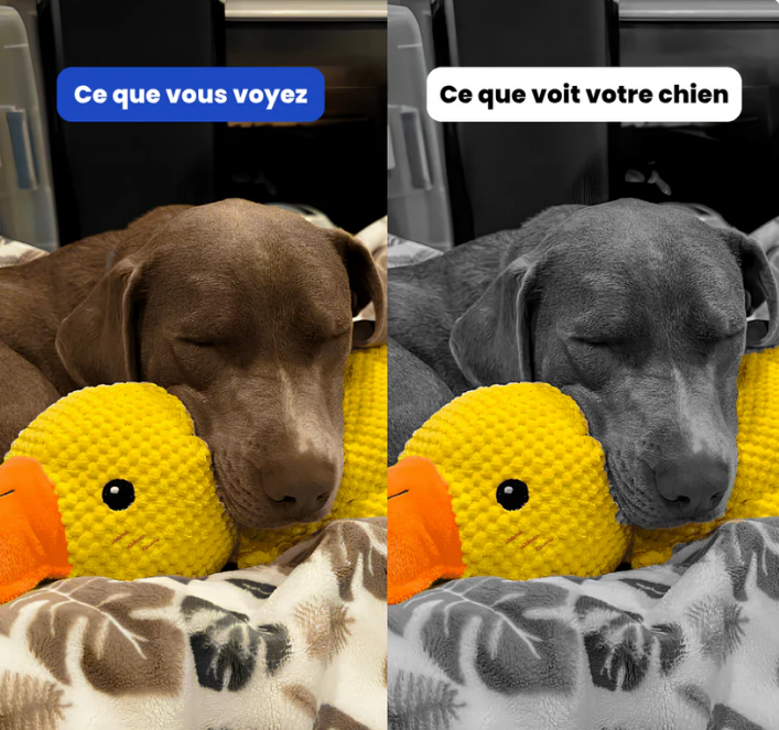 DuckyPlush